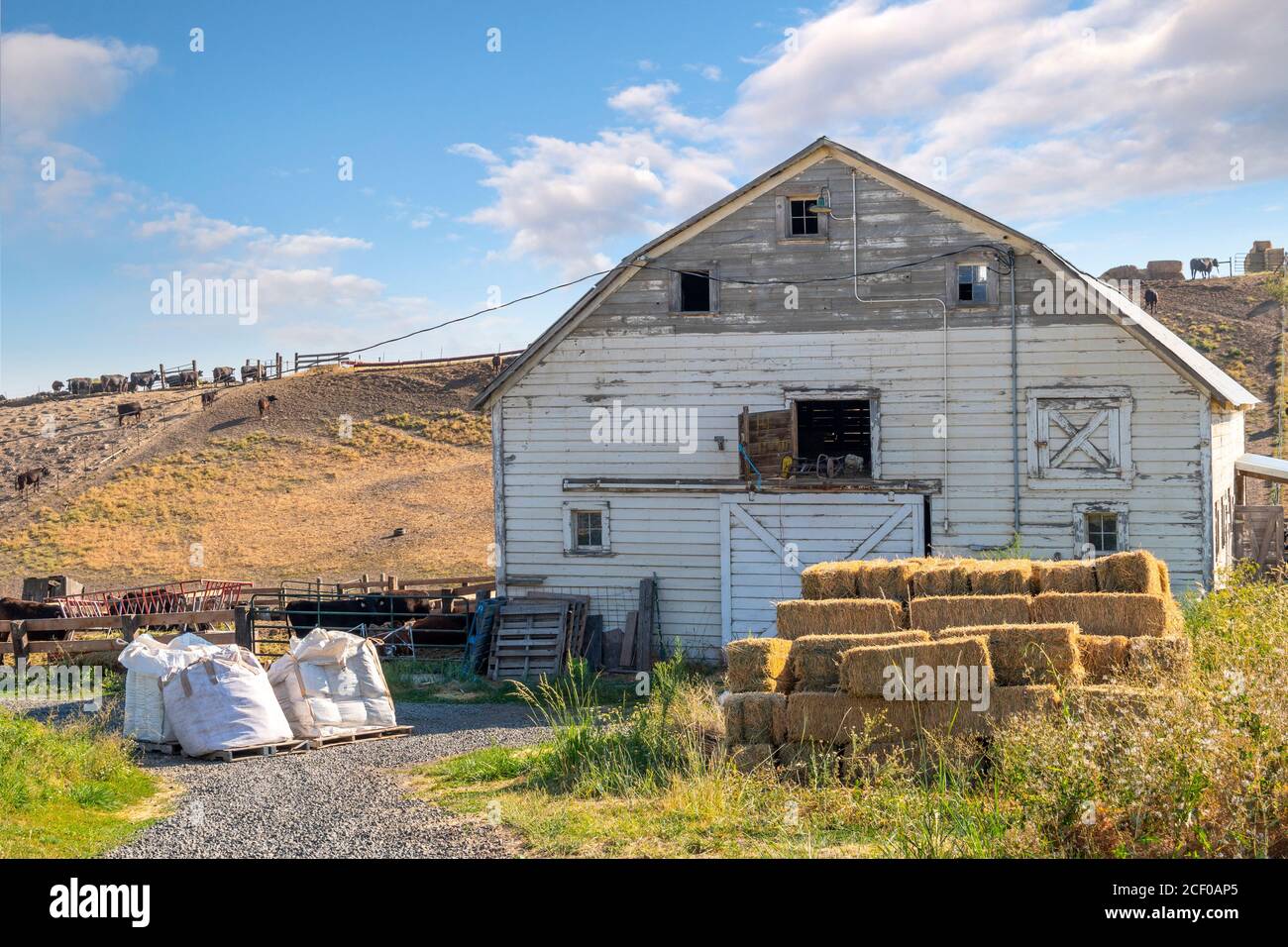 Une petite grange rustique avec des balles de foin et de l'équipement agricole devant et des bovins sur la colline derrière dans le haut désert de l'intérieur du Nord-Ouest. Banque D'Images