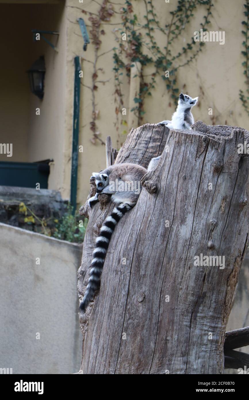 Lémuriens à queue annulée jouant et assis en groupes familiaux, Bioparco Zoo Rome, Italie, le 22 juin 2020. Banque D'Images