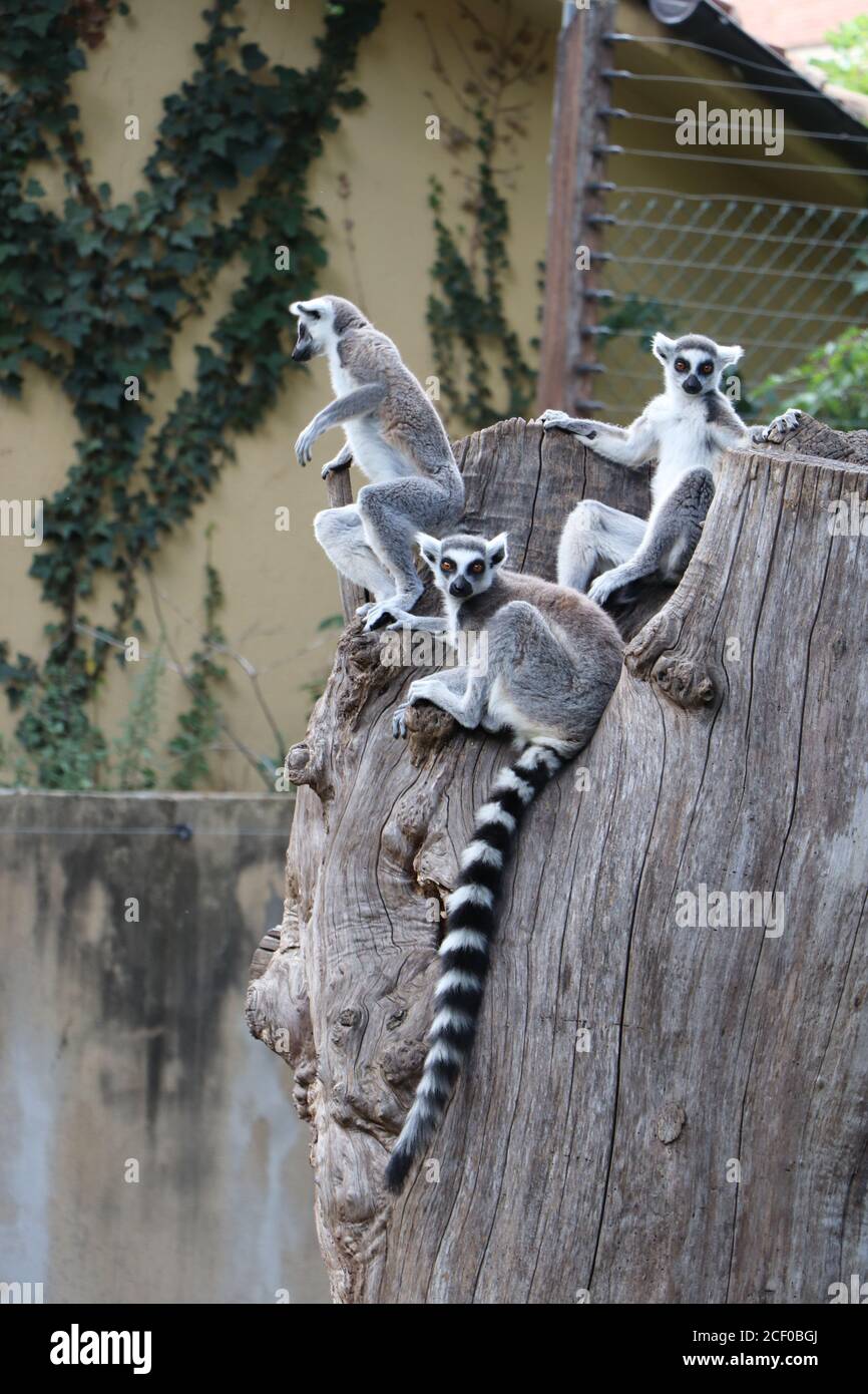 Lémuriens à queue annulée jouant et assis en groupes familiaux, Bioparco Zoo Rome, Italie, le 22 juin 2020. Banque D'Images