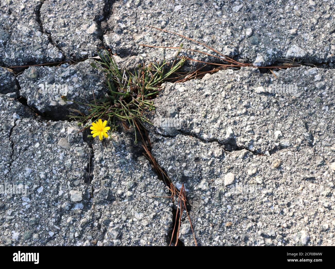 Une petite fleur jaune forte pousse à travers un pavé fissuré, un symbole d'espoir par l'adversité. Banque D'Images