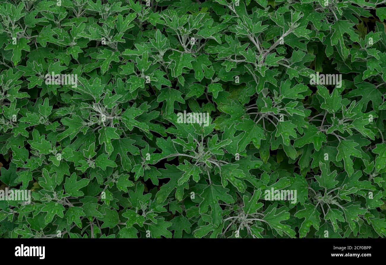 Texture de surface d'un buisson feuillu à tiges vert pâle couverts de gouttes de pluie Banque D'Images