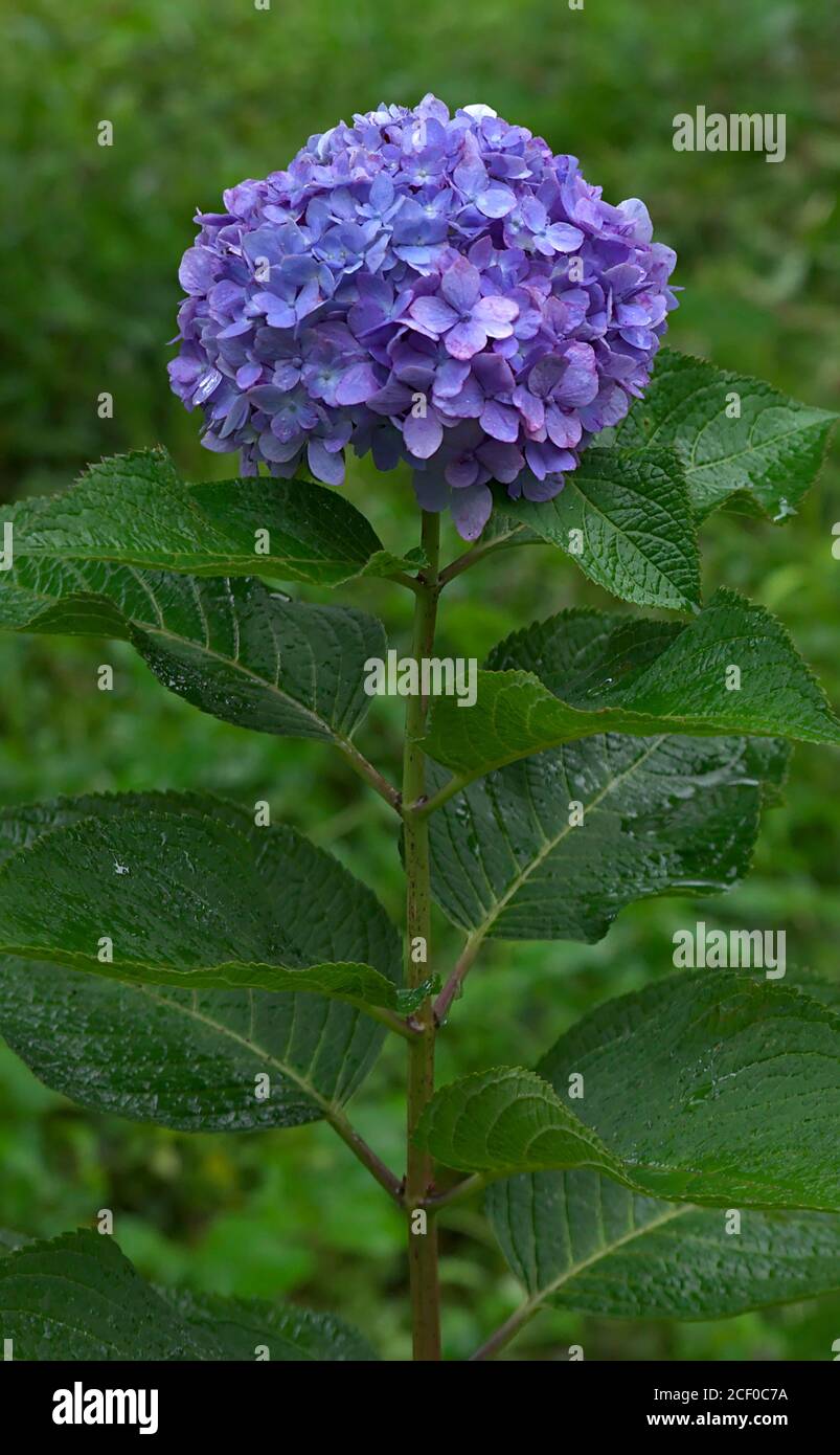 Gros plan d'une fleur d'hortensia violet vif après une douche tard un après-midi d'été Banque D'Images