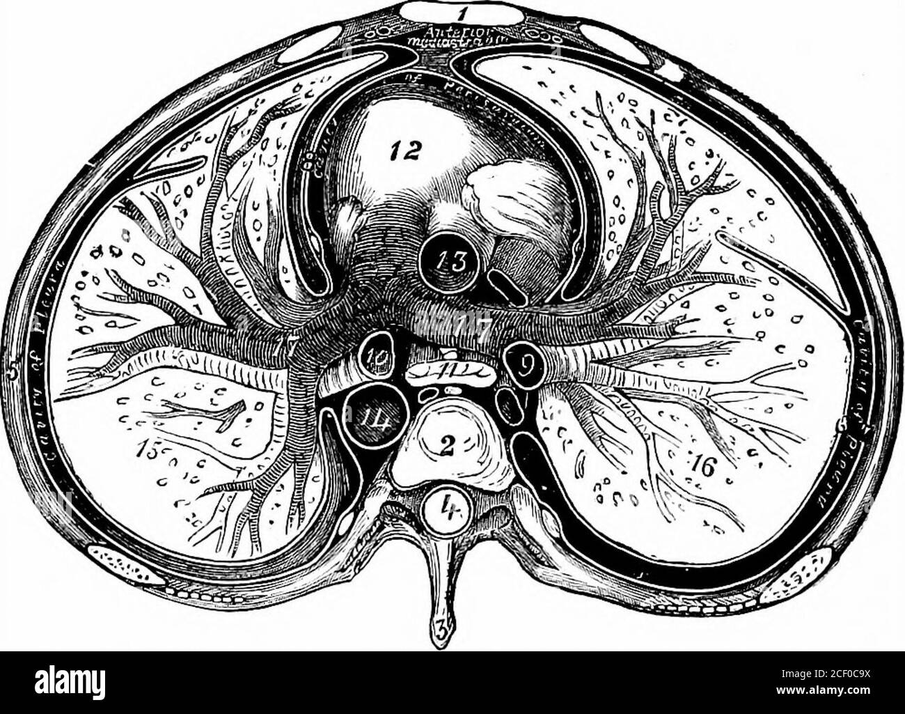 . Physiologie humaine. Estomac;/, intestin. Les trois derniers organes sont sous le diaphragme et appartiennent donc à l'abdomen. F2 68 DIAPHRAGME DE PHYSIOLOGIE ÉLÉMENTAIRE. Il est un peu conique dans sa forme, et est placé avec sa large partie ou base la plus haute, et avec son apex ou extrémité pointue tourné vers le bas et vers la gauche. Sa taille est aboutequal à celle du poing fermé, et chez l'adulte il pèse plus de neuf onces. Le cœur contient quatre cavités à travers laquelle circule le sang ; et par sa contraction puissante, il forcesce fluide à travers tous les vaisseaux sanguins du corps. Le thorax contient Banque D'Images