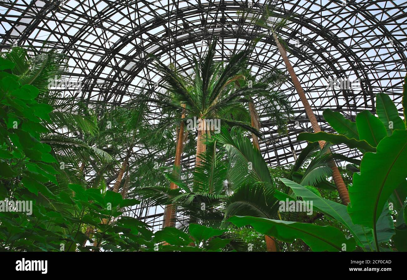 En regardant devant beaucoup de plantes tropicales vers le toit du Yumenoshima Tropical Greenhouse Dome, un grand jardin botanique de Tokyo Banque D'Images