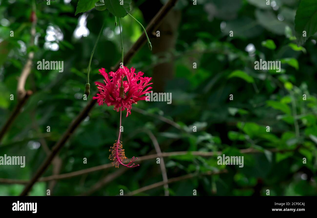 Accent sélectif sur une fleur d'hibiscus à franges rose-rouge vif une toile de fond de végétation luxuriante Banque D'Images