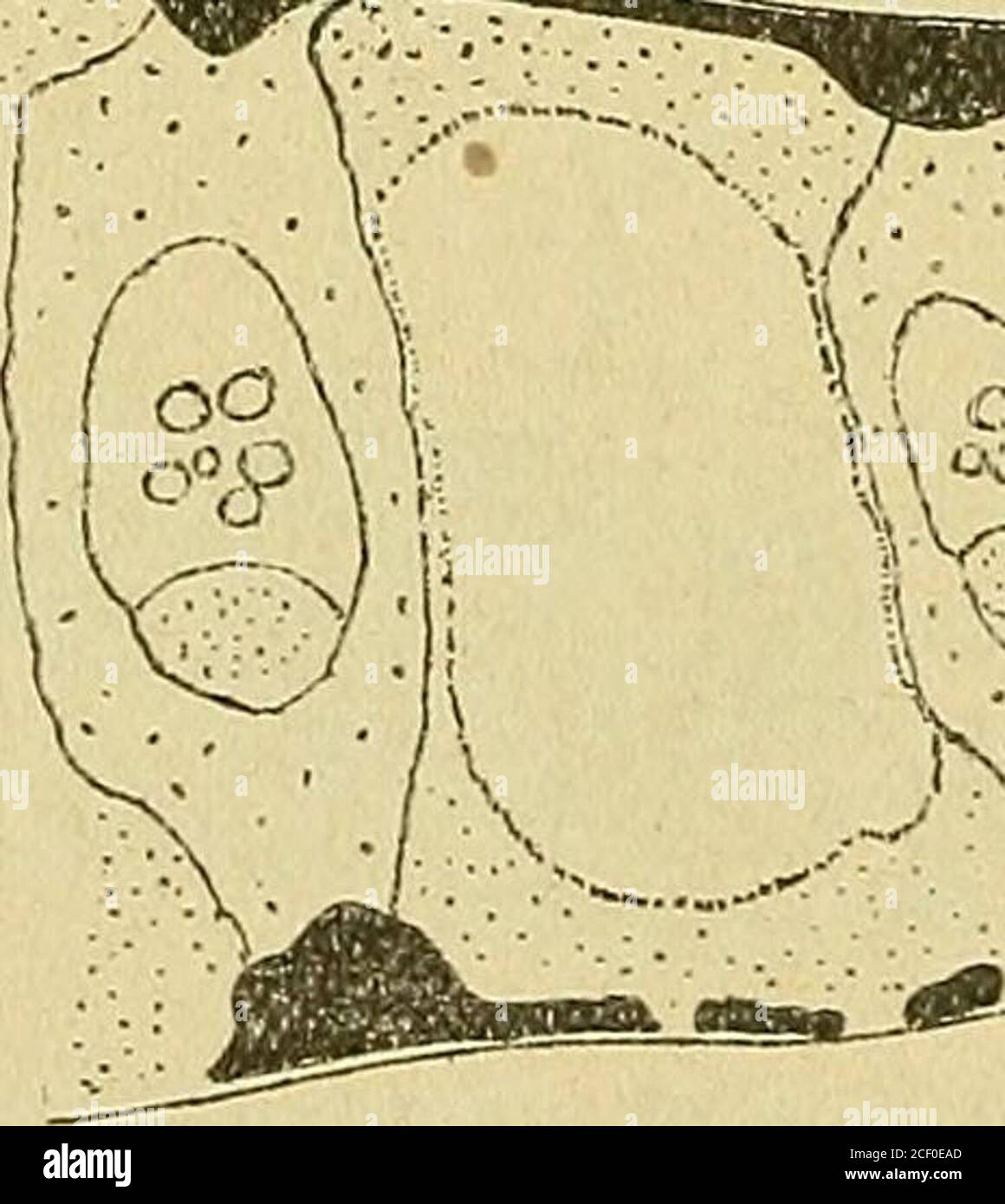 . Bulletin de la Société botanique de Genève. Banque D'Images