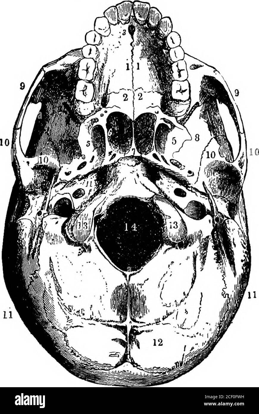 . Physiologie humaine. Figure 18.—vue de dessus du crâne. T, os frontal: t, os pariétaux; o, os occipital; a. i et c, sutures. 19 LEÇON III.LE SQUELETTE [SUITE). Le crâne. Le crâne se compose du crâne et du visage. Le crâne isa grand et creux boîtier osseux qui enferme le cerveau. La face. Figure 19.—la sous-surface du crâne. 1, os maxillaires supérieurs; 2, os palatals; 5 et S se trouvent sur l'os sphénoïde; 6, arrière-ouverture du narine droit; 7, vomir; 9, os malaires ou pommettes; 10, os temporaux 11,partie inférieure des os pariétaux; 12, os occipitaux; 13, condyles d'os Banque D'Images