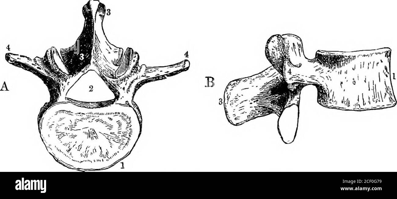 . Physiologie humaine. Figure 12.—UNE vertèbre cervicale (3e).A, vue du — free download
