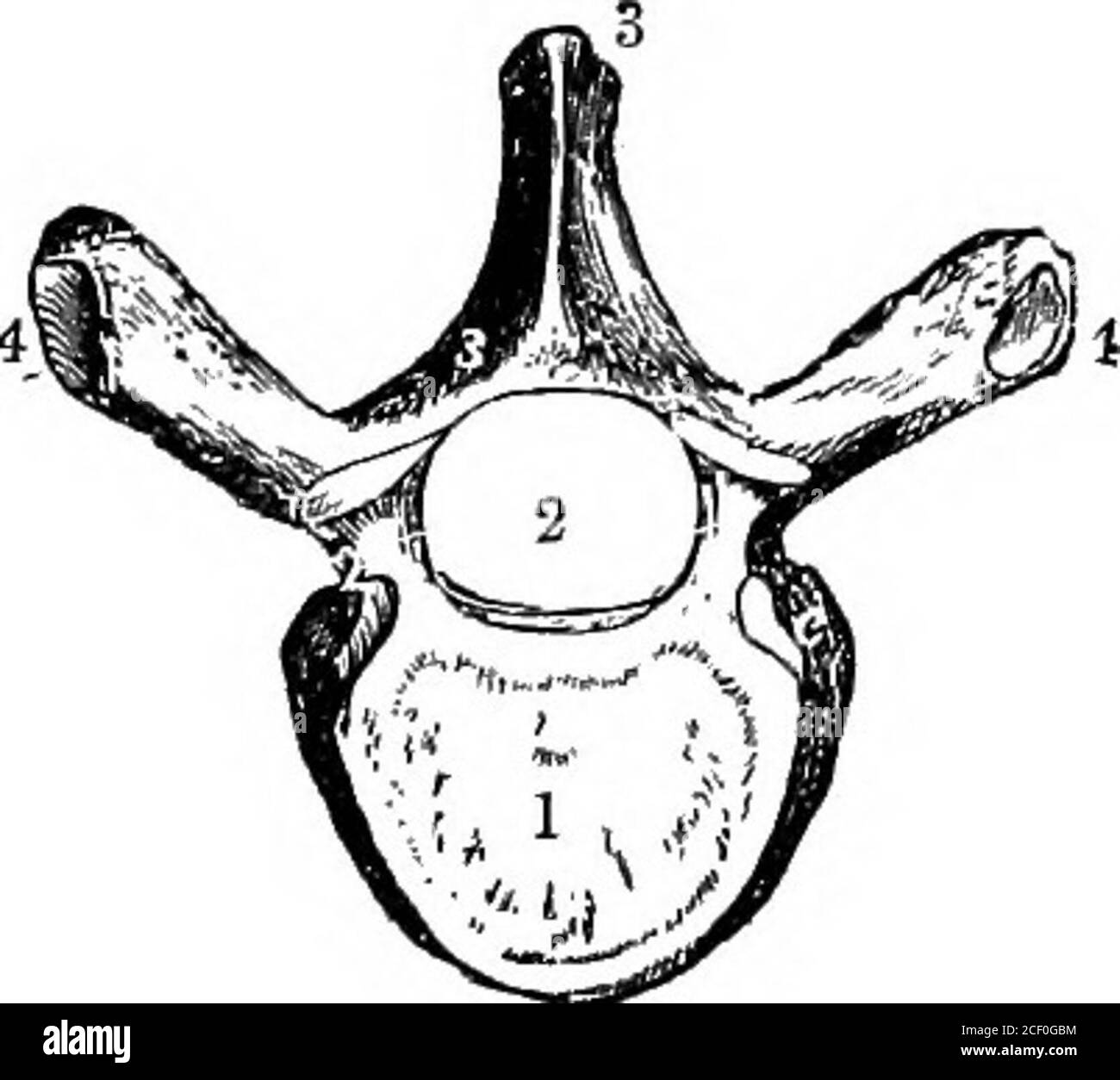 . Physiologie humaine. Figure 10.—la colonne verte, vue de derrière. D i, première vertèbre dorsale;L i, première vertèbre lombaire : S I. première vertèbre sacrée?arc, exactement en face de la Co I, première vertèbre coccygée. *4 CORPS DE PHYSIOLOGIE ÉLÉMENTAIRE, est appelé le processus spineux. Deux autres processus ariséprovenant des côtés de l'anneau, et sont appelés processus latéraux. Banque D'Images