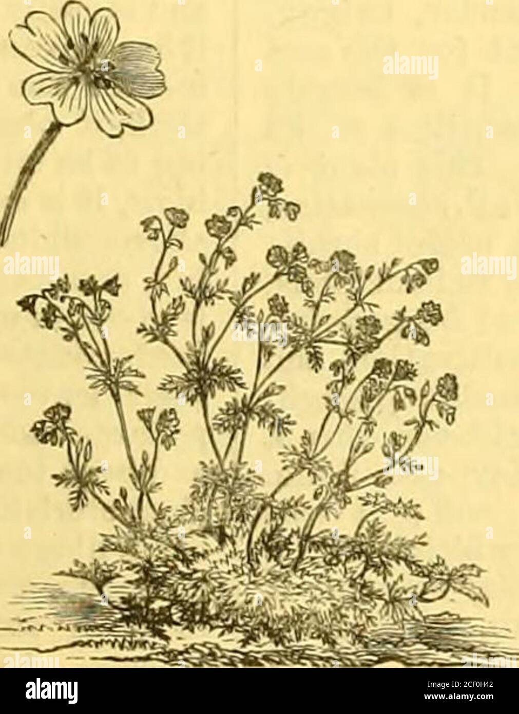 . Le jardin : une revue hebdomadaire illustrée de jardinage dans toutes ses branches. Jacinthe en bois (Scilla nutans). Banque D'Images