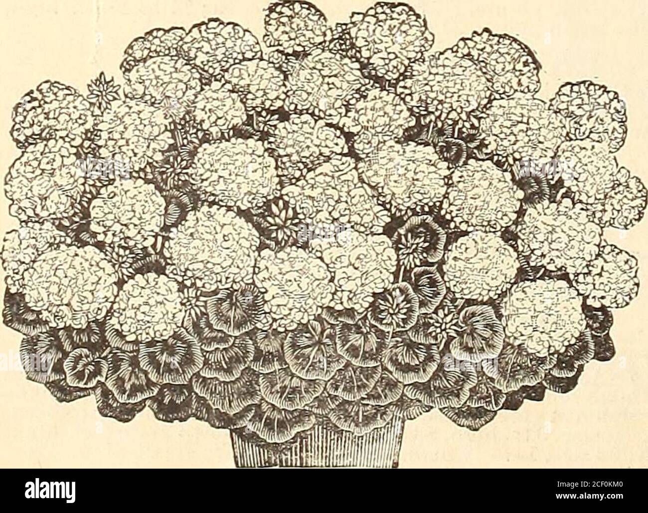 . WM. Elliott & Sons : 1893. FANTAISIE CALADIUMS... GÉRANIUM, CYGNE BLANC. FUCHSIAS SIMPLES. Annie Earle. Corolle de carmine ; sépales blancs cireux. Benjamin Pearson. Cramoisi et corolle pourpre; sépales rouge rosé. Prince noir. Tube et septum cireux carmin. Gyrophare. Corolle une carmine profonde ; sépales écarlate. Constance. Corolle unique, riche carmin ; sépales blancs ; fleurs grandes ; une très belle variété.Dr. Topinard. Sépales, grand rouge cerise; grande corolle ouverte, rose blanche pure marquée.comte de Beaconsfield. Corolle orange foncé ; très grande fleur.Ernest Renan. Corolle carmin ; sépales White.Little Alice. Banque D'Images