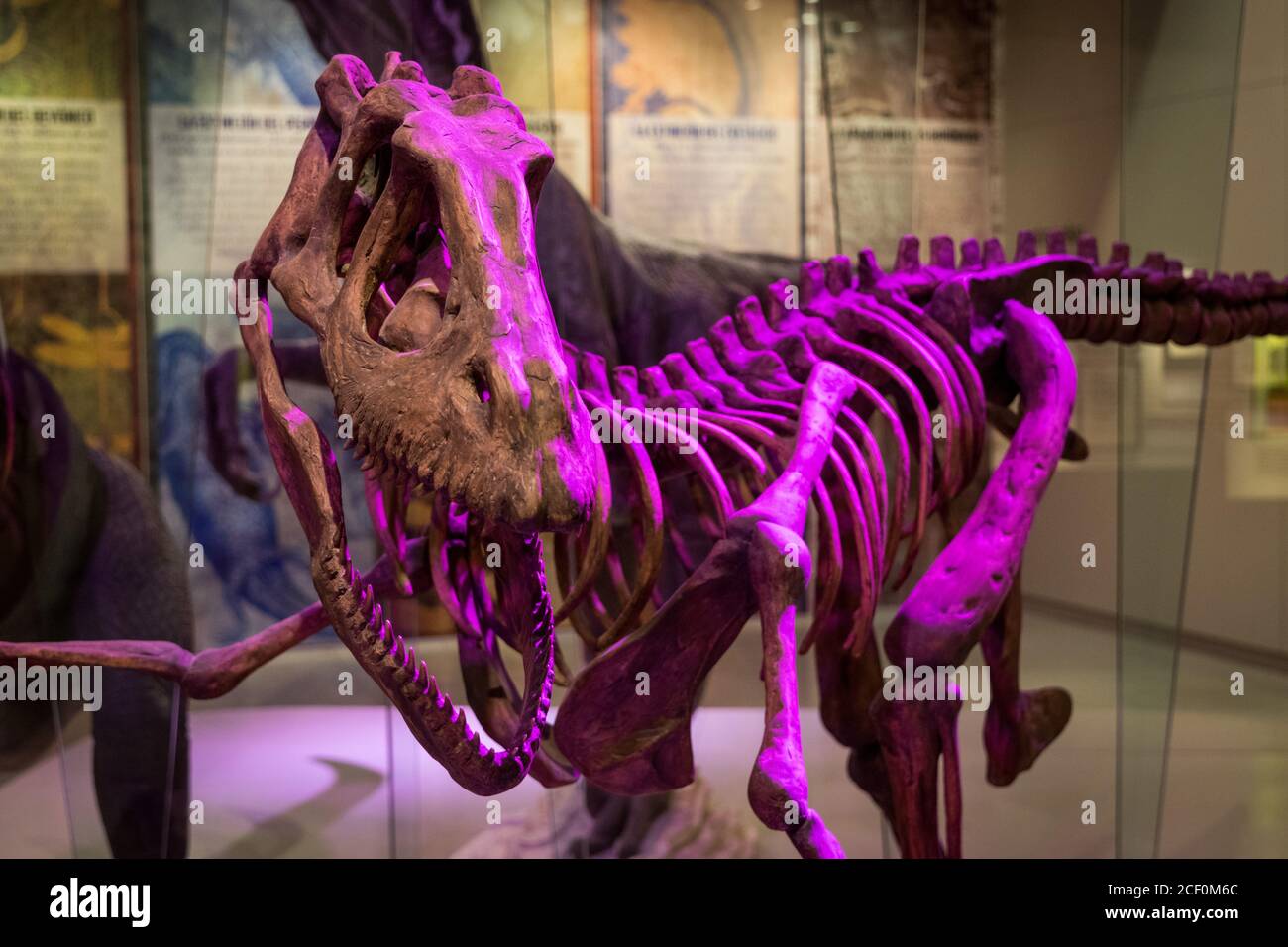 Squelette de dinosaure dans un musée Banque D'Images