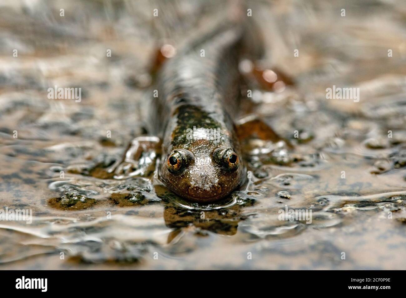 Vue de face de la salamandre du ventre noir ou de la salamandre à ventre noir (Desmognathus quadramaculatus) - Beury Gap Trail, Pisgah National Forest, n Banque D'Images