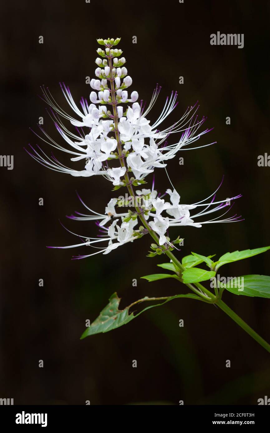 Whiskers de chat (Orthosiphon Aristatus). Septembre 2020. Baie de vache. Parc national de Daintree. Queensland. Australie. Banque D'Images