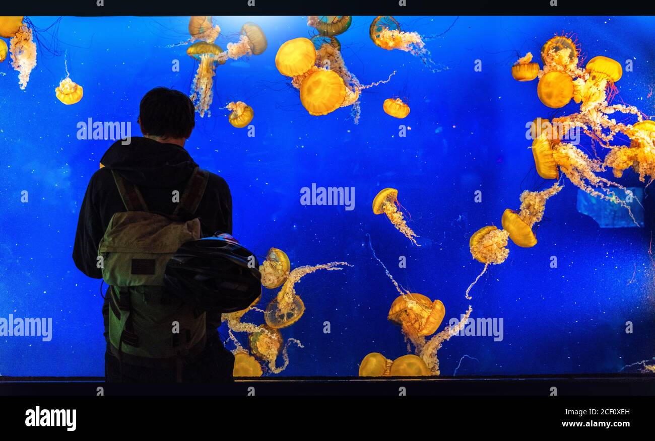 Aquarium tank touriste homme regardant les méduses au zoo, activité amusante pour les gens. Banque D'Images