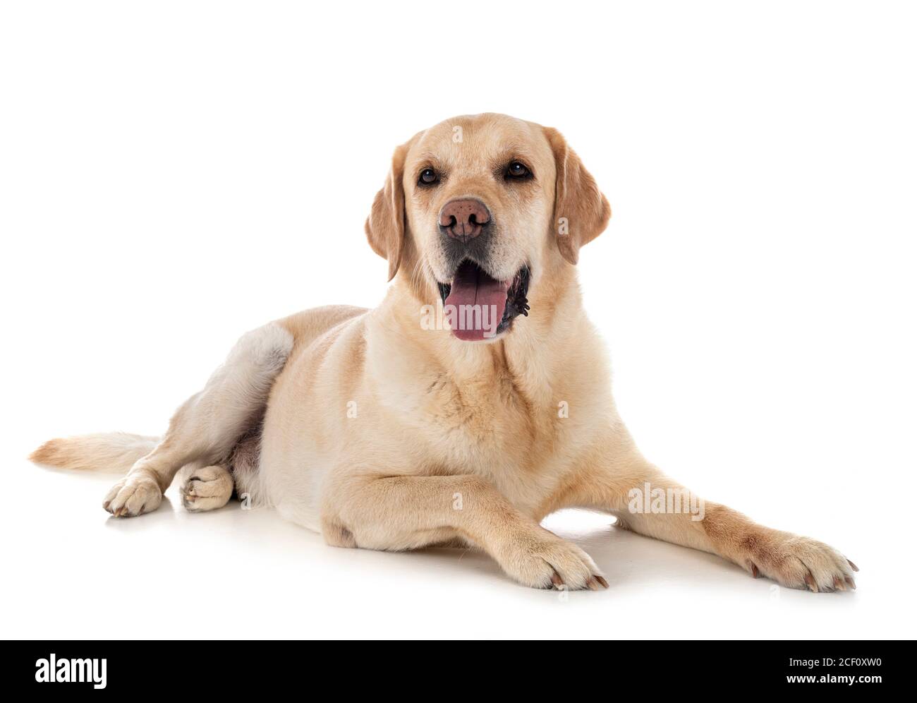 labrador retriever devant un fond blanc Banque D'Images