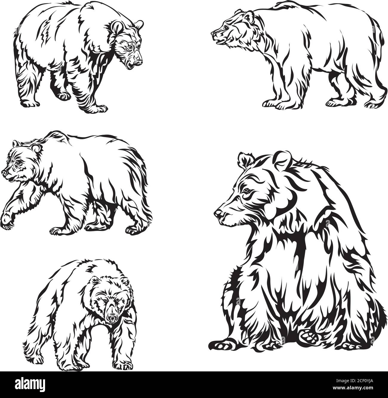 ours, image, diverses poses, dessin, couleur, noir, ours, bête de proie, sauvage, grand, animal, image, image, marron, patte, tampon, museau, bouche, portrait Illustration de Vecteur
