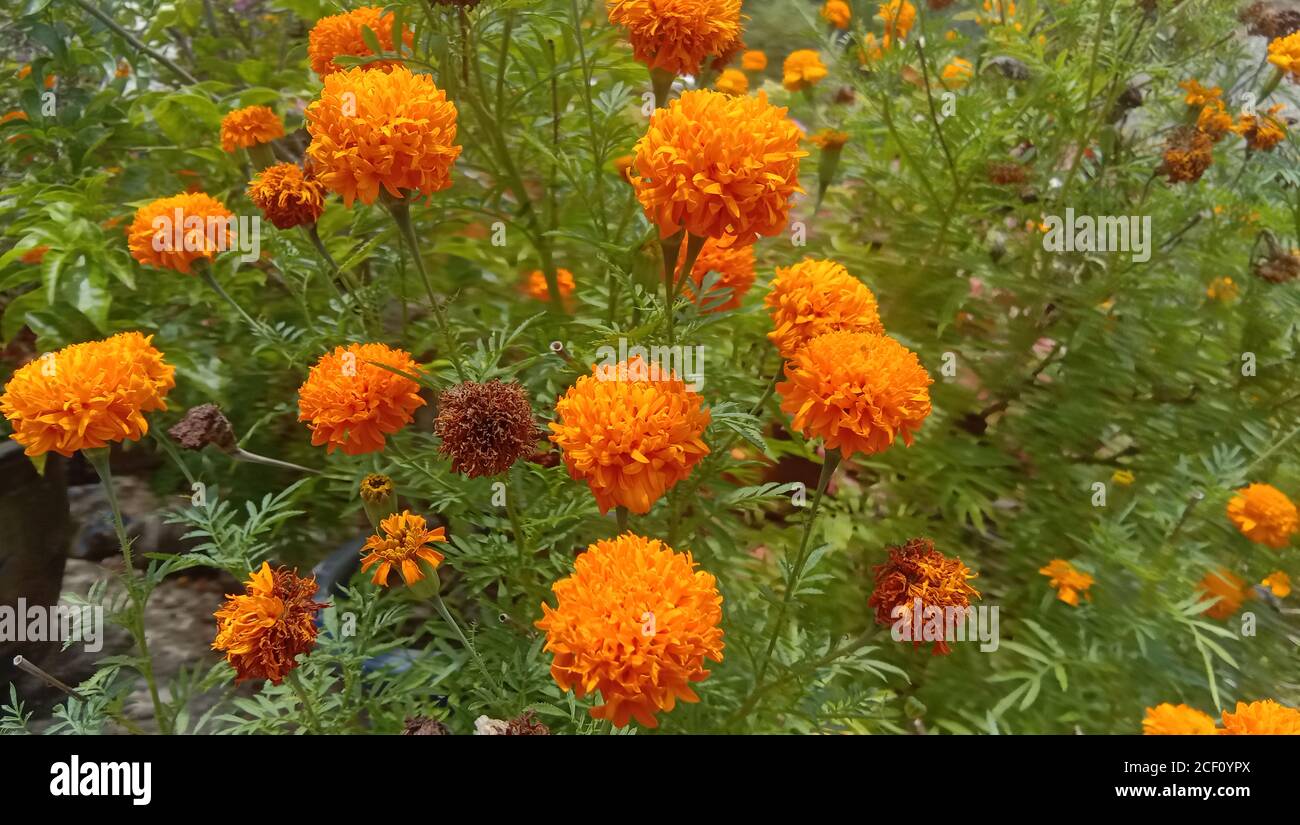 orange tagetes fleurs de patula ou fleur mexicaine ou fleur de marigold famille Banque D'Images