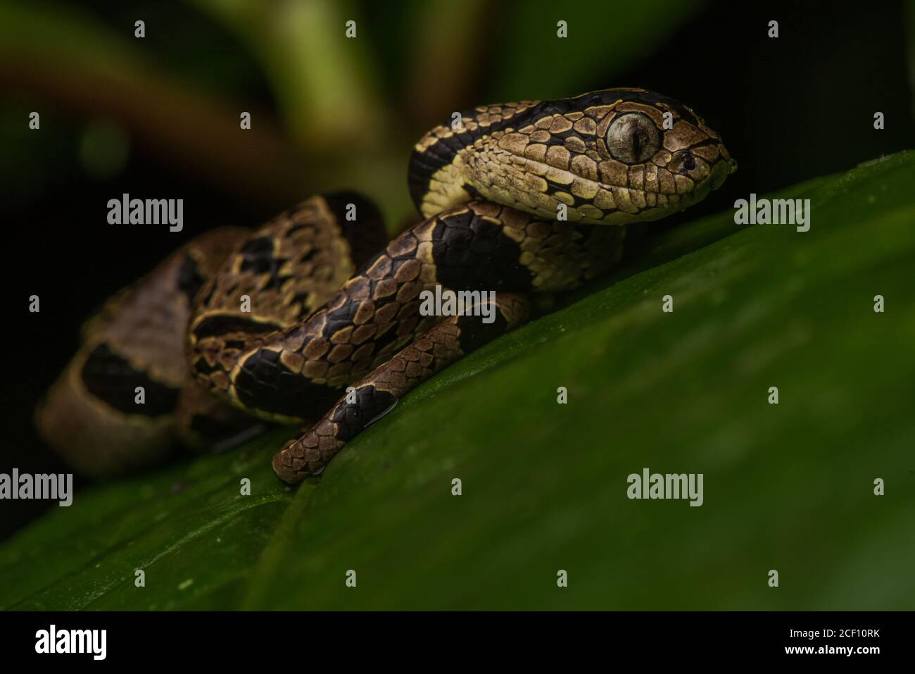 Anandin Escargot Eater (Dipsas andiana) serpent spécialisé mangeant des escargots que l'on trouve uniquement sur le versant ouest des Andes en Équateur. Banque D'Images