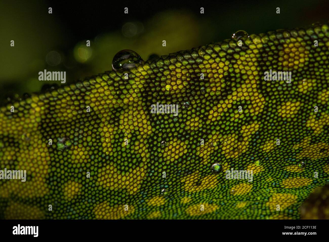 Une macro photo des écailles d'une anole équatoriale (Anolis aequatorialis) de la forêt tropicale de Mindo, Equateur. Banque D'Images