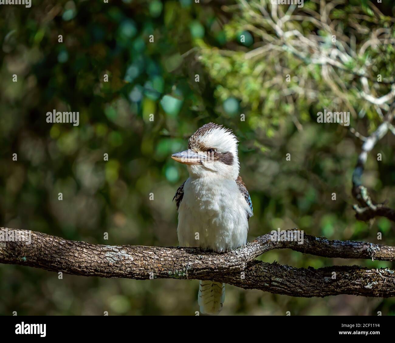 Un kookaburra australien perché au soleil sur un arbre branche avec un arrière-plan flou naturel de l'environnement de bush Banque D'Images