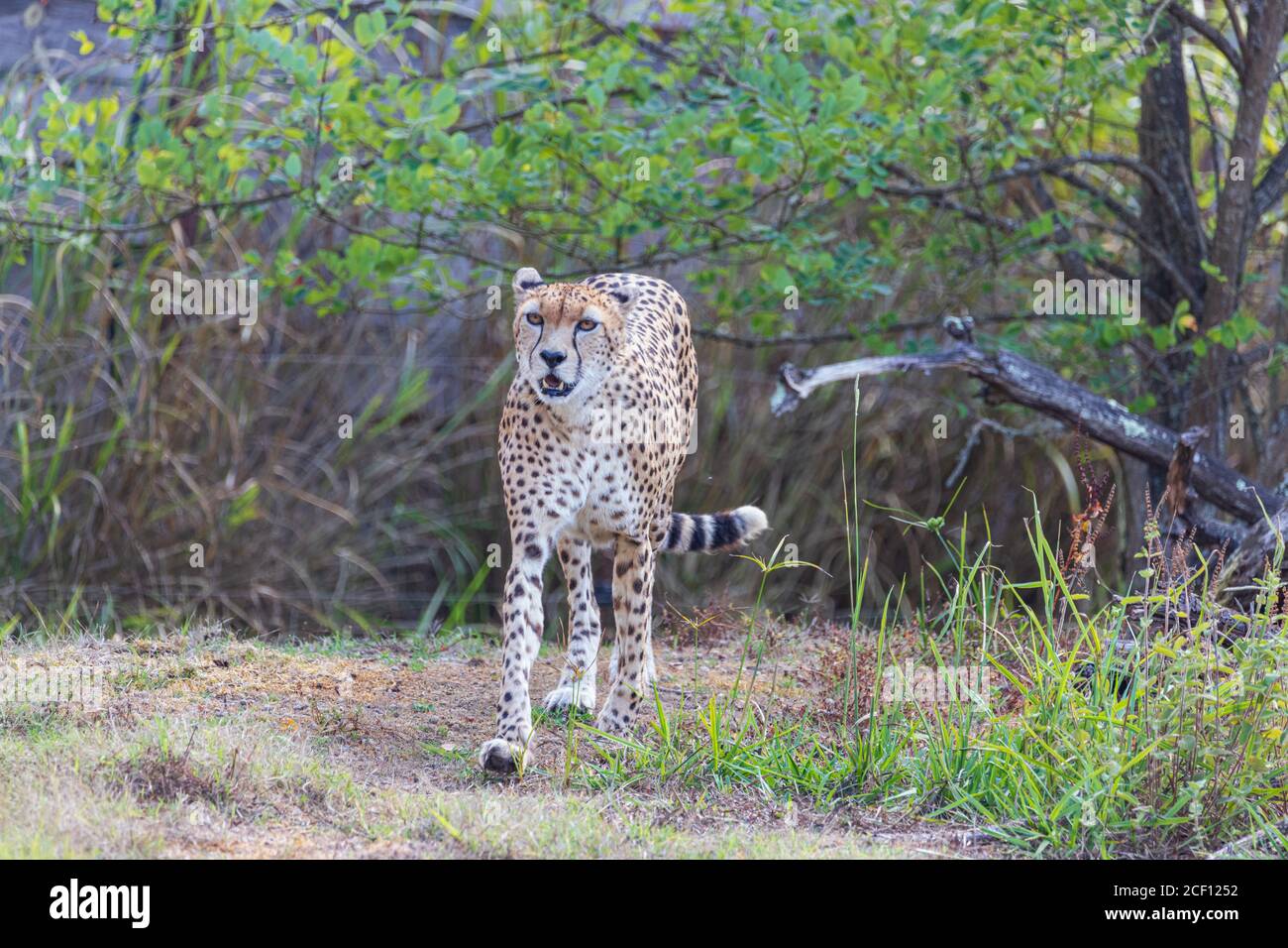 Cheetah - Guépard - Acinonyx jubatus Banque D'Images