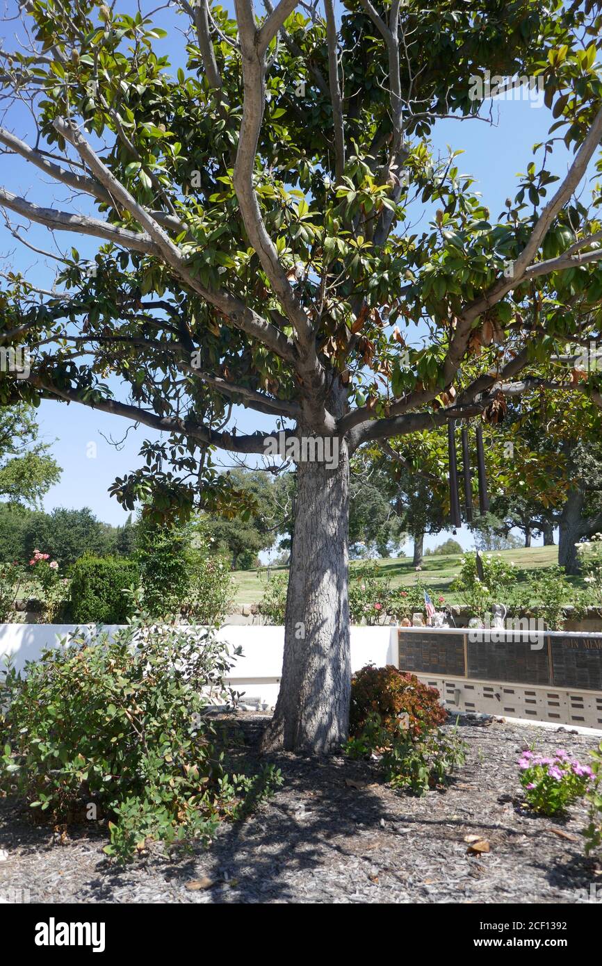 Westlake Village, Californie, États-Unis 2 septembre 2020 UNE vue générale de l'atmosphère de la tombe George O'Hanlon (non marquée, cendres dispersées ici) au Pierce Brothers Valley Oaks Memorial Park le 2 septembre 2020 à Westlake Village, Californie, États-Unis. Photo par Barry King/Alay stock photo Banque D'Images