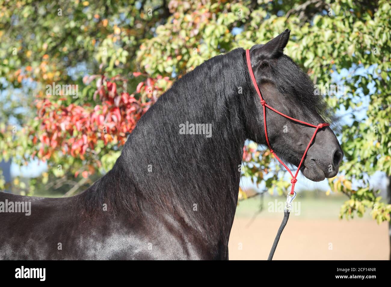 Portrait de l'étonnant cheval noir de la frise en automne Banque D'Images