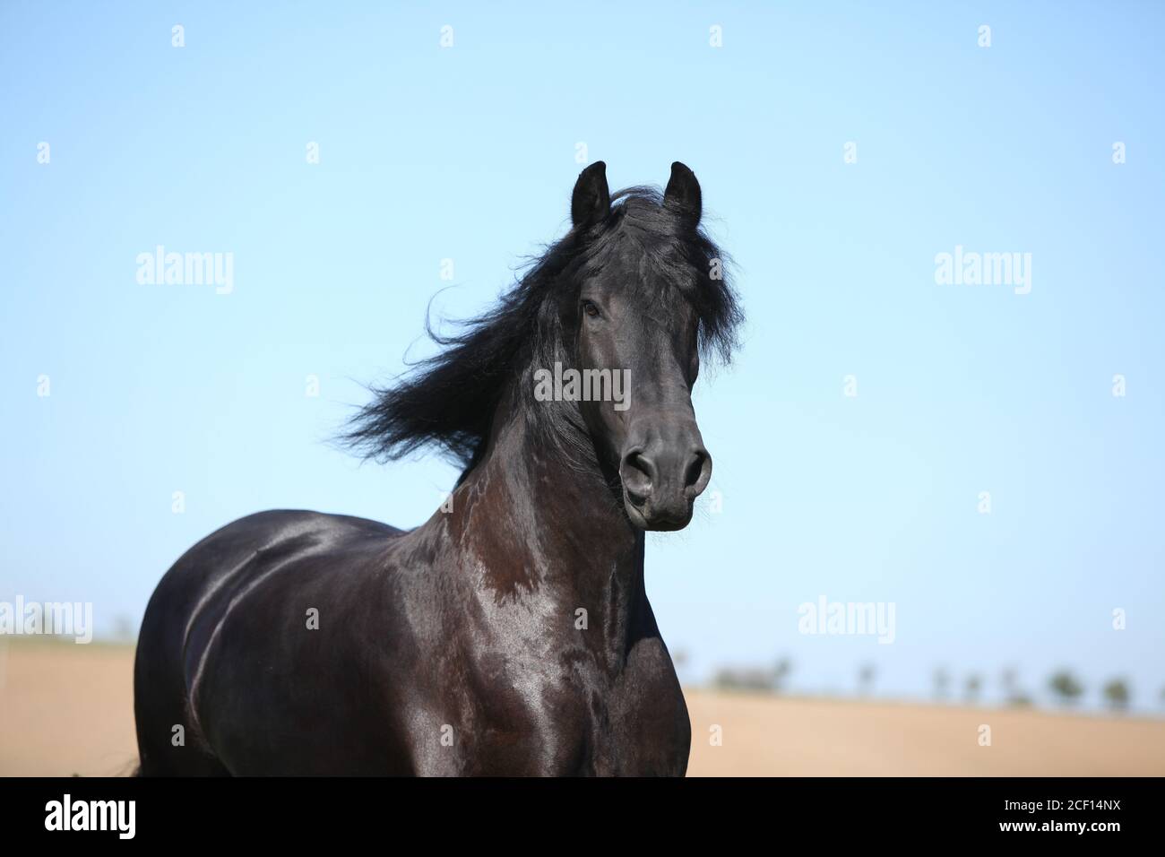 Portrait de l'étonnant cheval noir de la frise en automne Banque D'Images