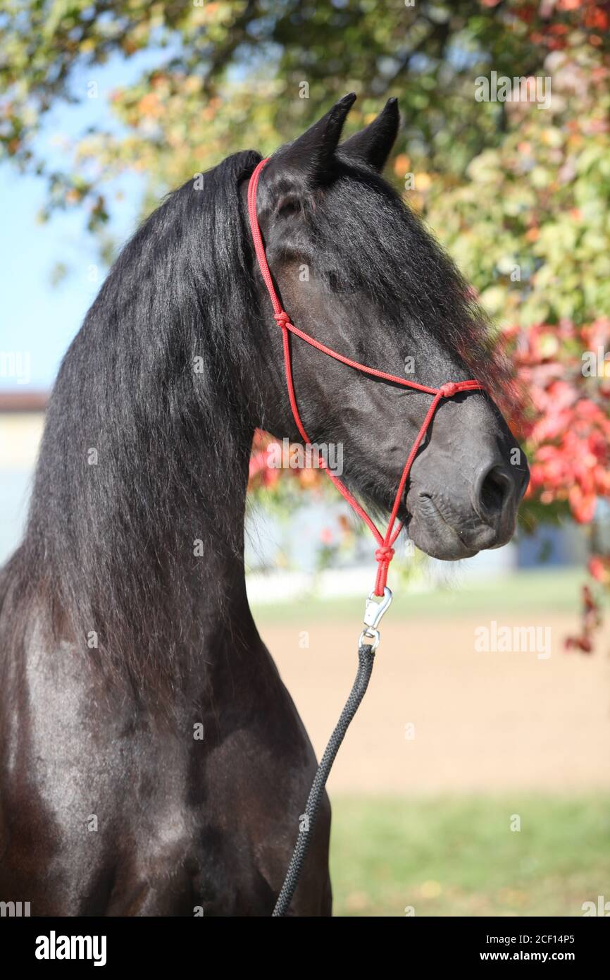Portrait de l'étonnant cheval noir de la frise en automne Banque D'Images