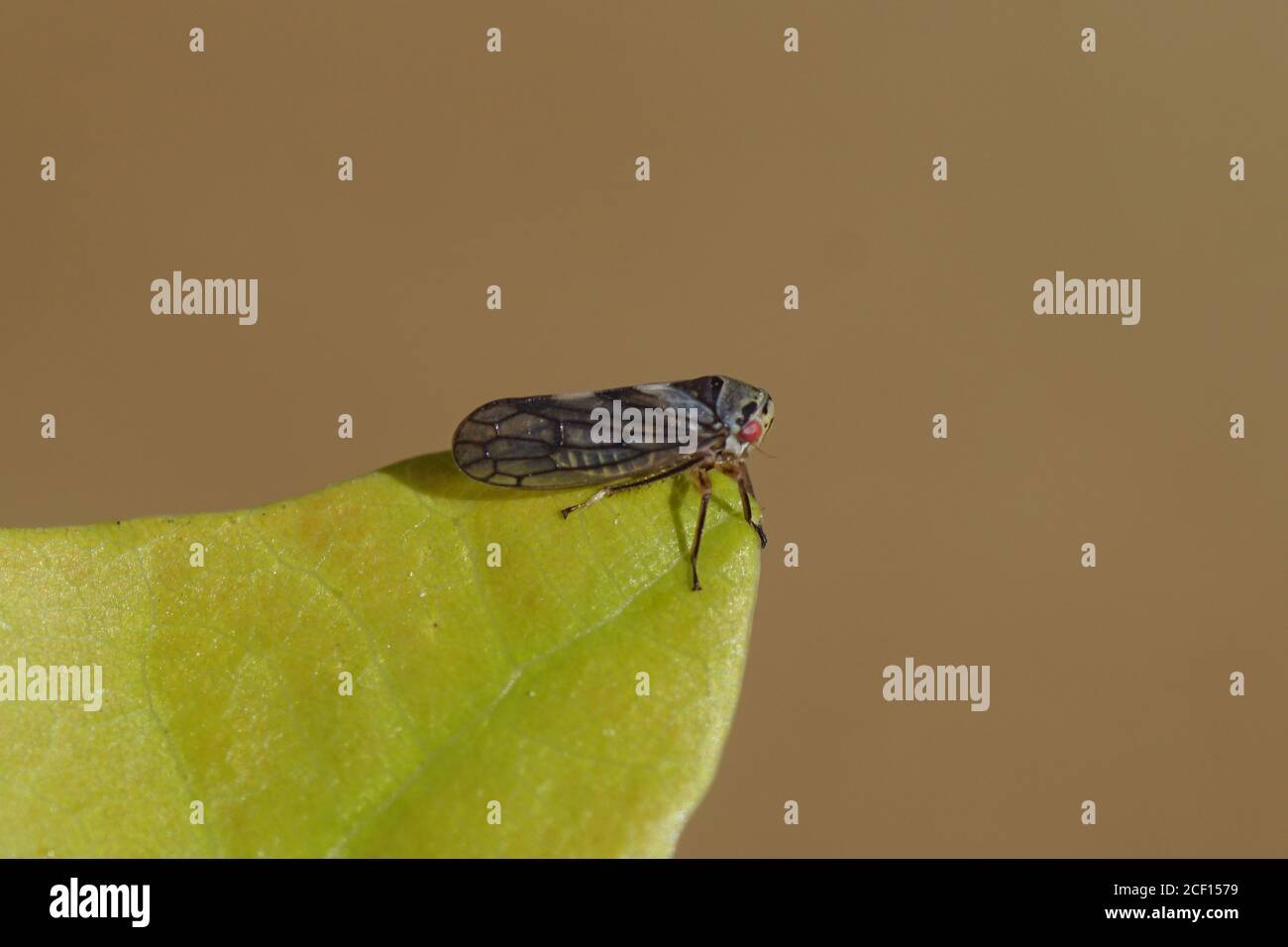 Une petite cicadelle Oncopsis sur une feuille. Famille Cicadellidae, sous-famille Eurymelinae. Il y a des espèces très semblables. Au printemps dans un jardin hollandais Banque D'Images