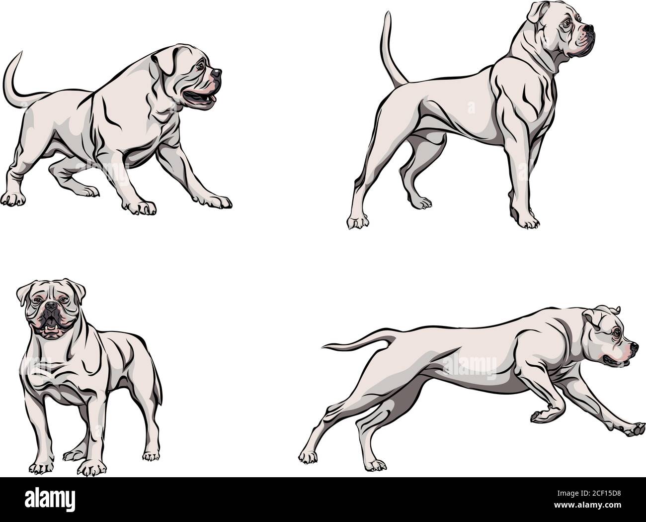 Chien, bouledogue en mouvement, différentes poses, noir, couleur, diverses poses, mouvements et angles de figures, noir, silhouette, ensemble, vecteur, illustration Illustration de Vecteur