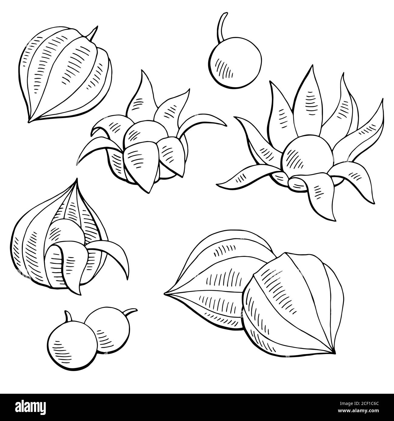 Physalis fruit graphique noir blanc isolé esquisse vecteur d'illustration Illustration de Vecteur
