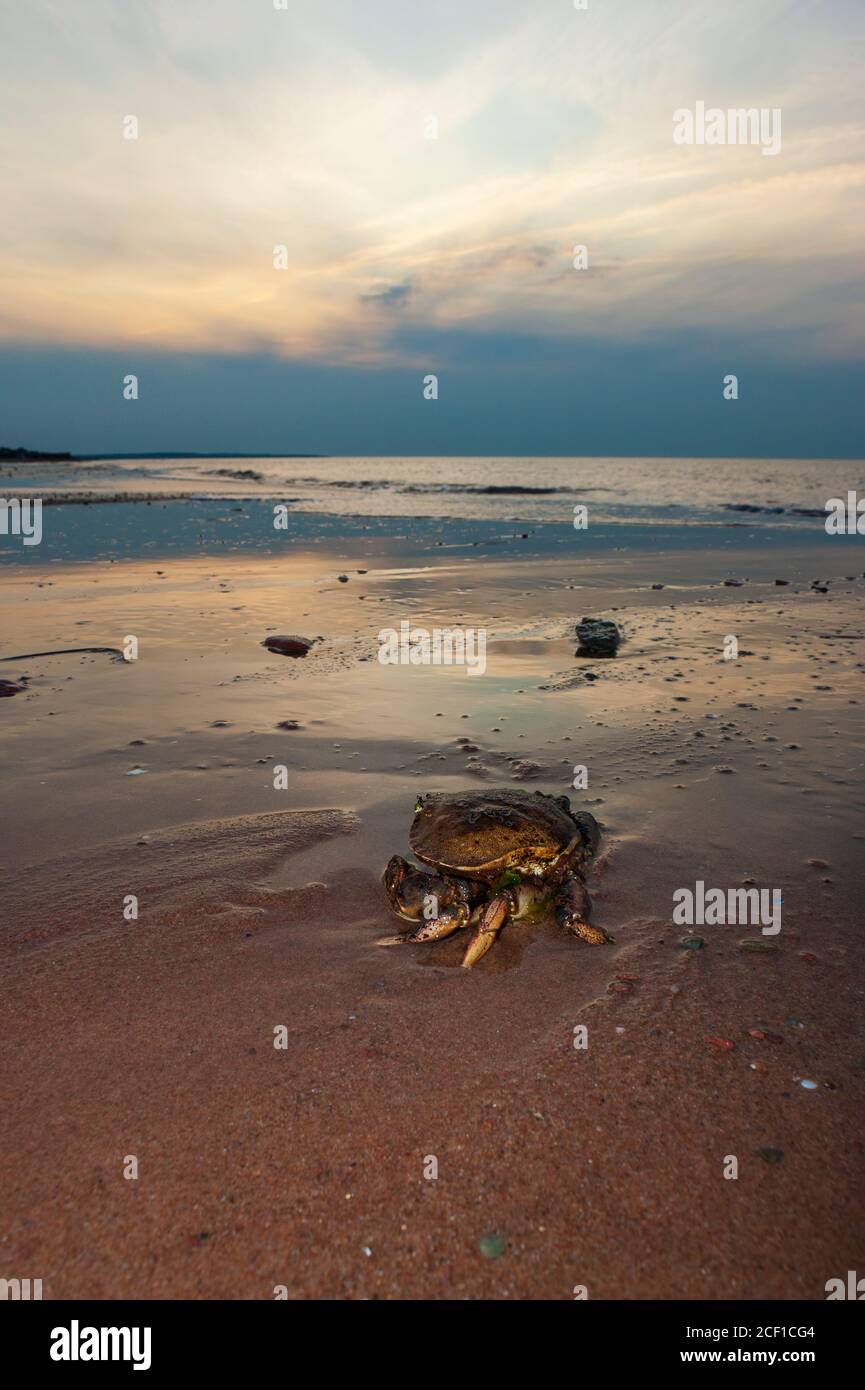 Crabe sur une plage déserte. Le ciel du coucher du soleil se reflète sur les eaux peu profondes de la rive. Cavendish Beach, parc national de l'Île-du-Prince-Édouard, Canada Banque D'Images