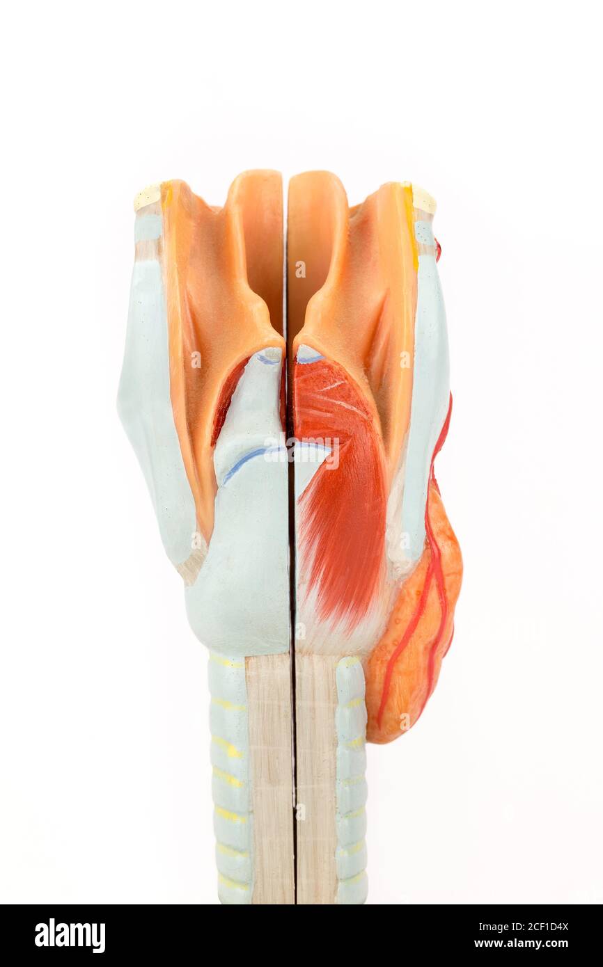 Larynx humain avec trachée isolé sur fond blanc Banque D'Images