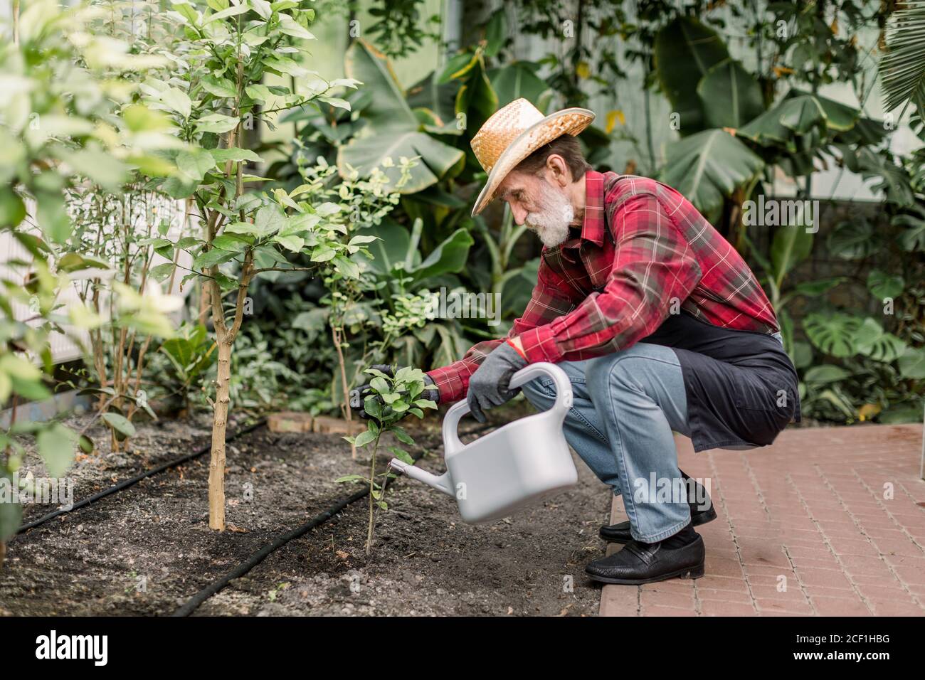 Portrait d'homme barbu senior jardinier, portant des gants de protection, chapeau  de paille et vêtements de travail, dans le processus de plantation et  d'arrosage de petit arbre Photo Stock - Alamy