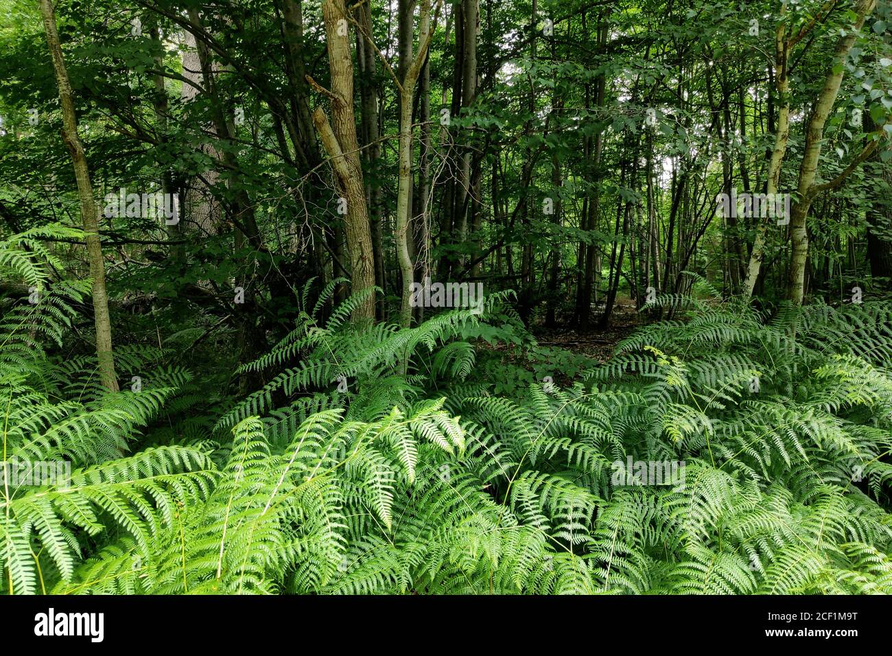 Fern au bord de la forêt. Banque D'Images