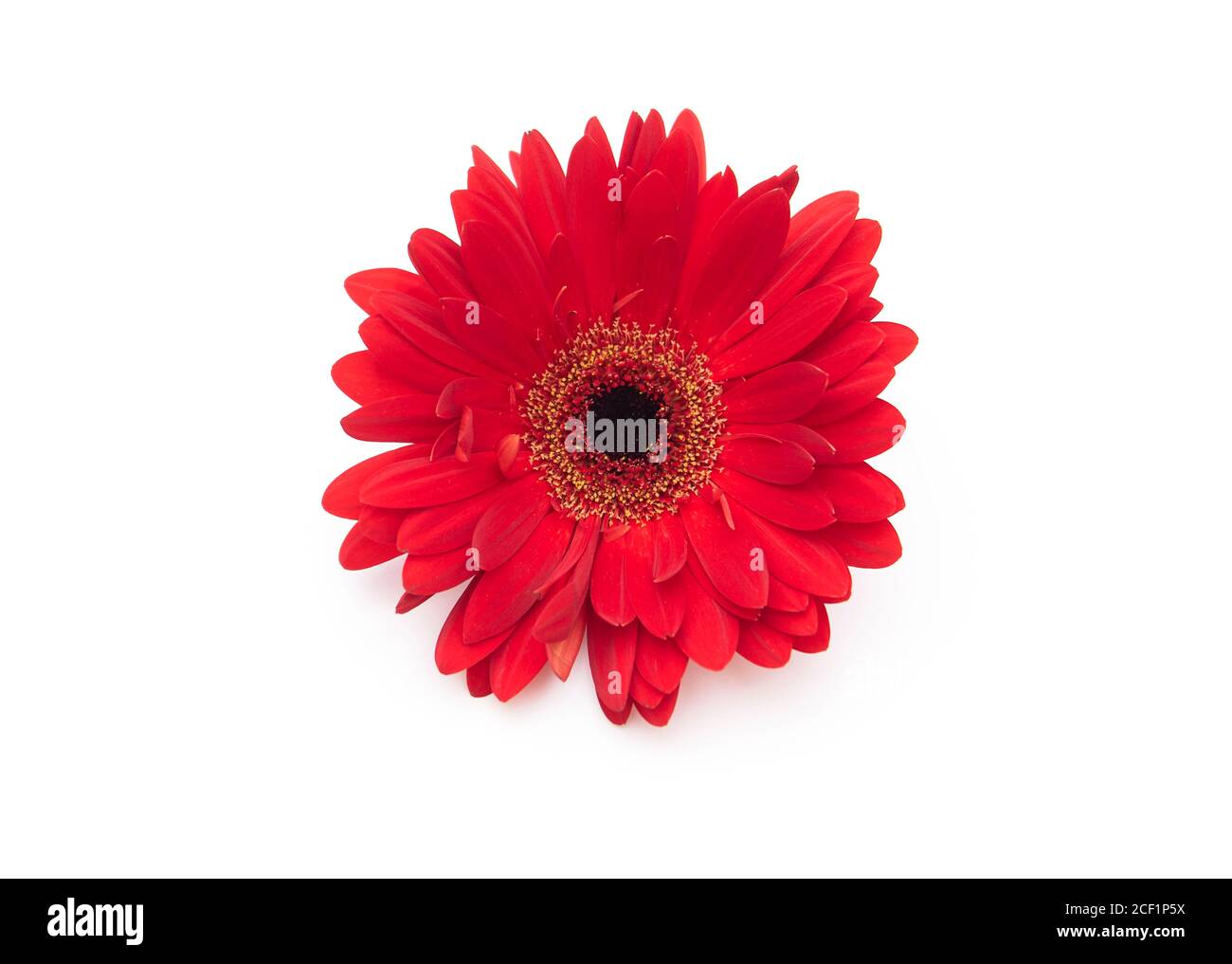 Fleur de Gerbera rouge isolée sur fond blanc Banque D'Images