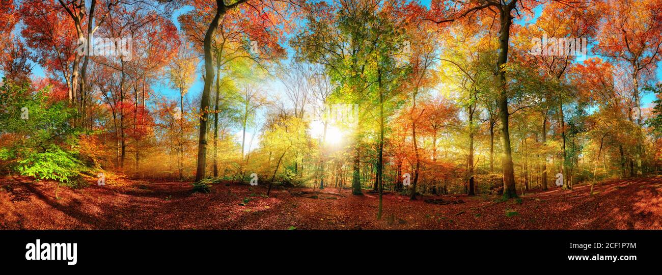 Panorama de la forêt colorée en automne, avec le soleil lumineux centré et jetant de beaux rayons à travers les branches Banque D'Images