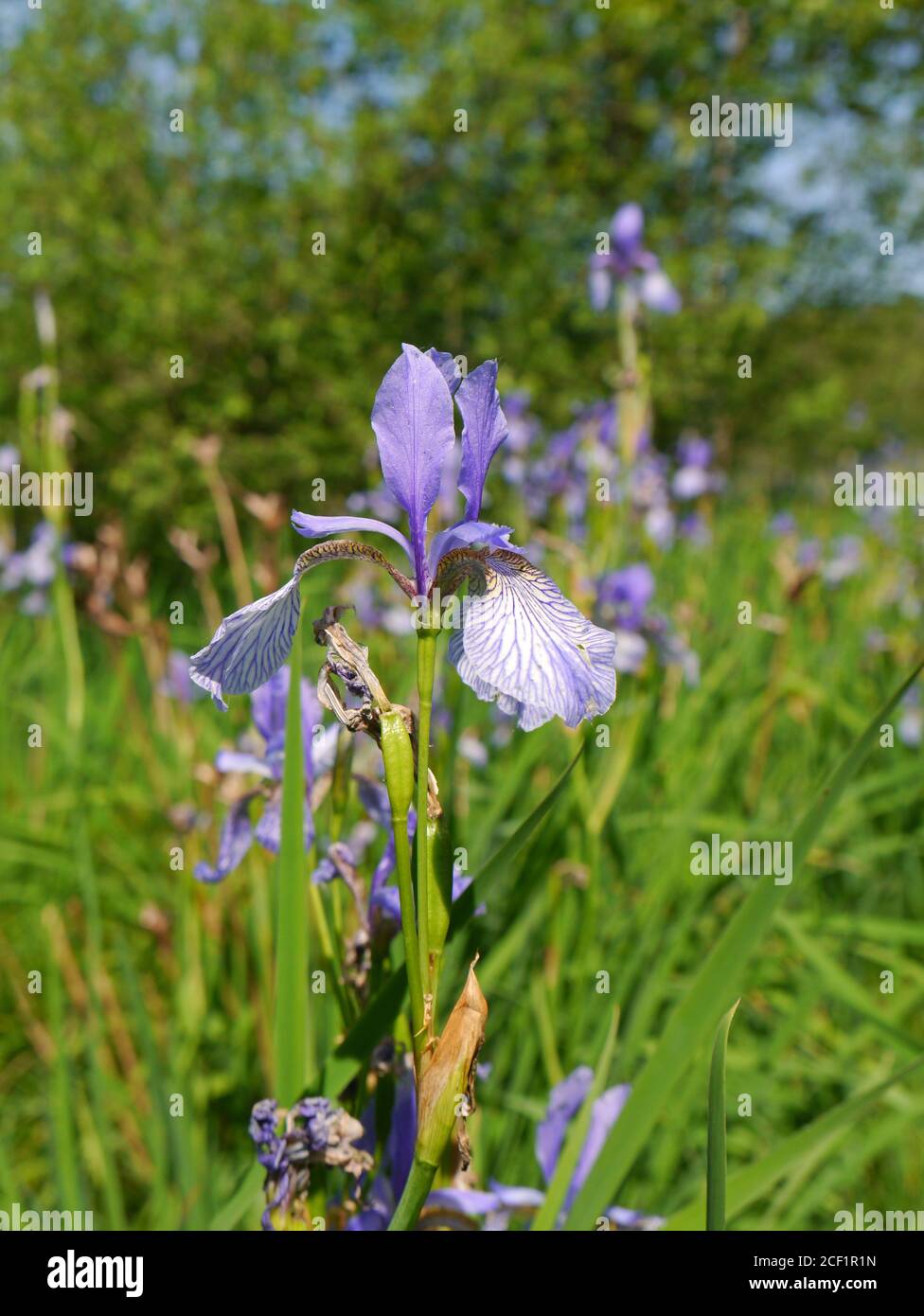 Iris sibirica Iris de Sibérie, Banque D'Images