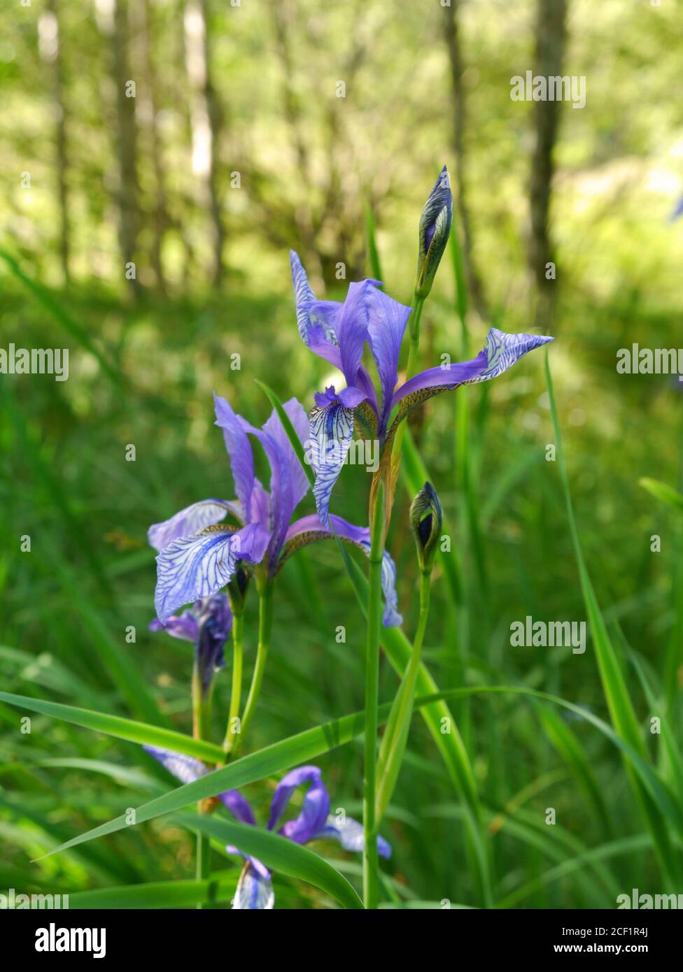 Iris sibirica Iris de Sibérie, Banque D'Images