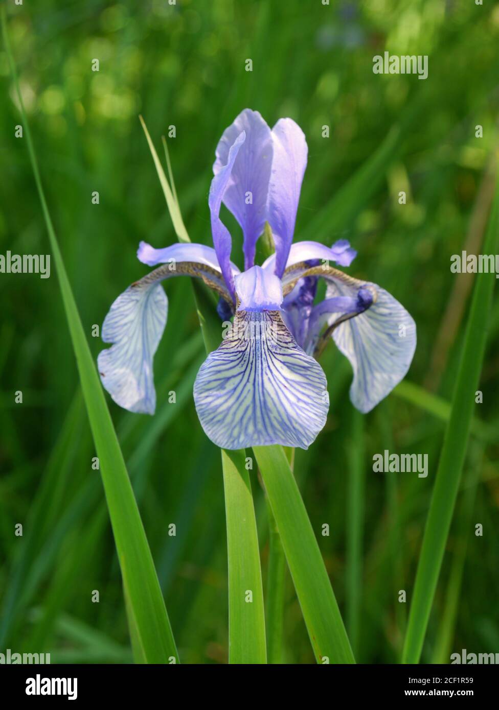 Iris sibirica Iris de Sibérie, Banque D'Images