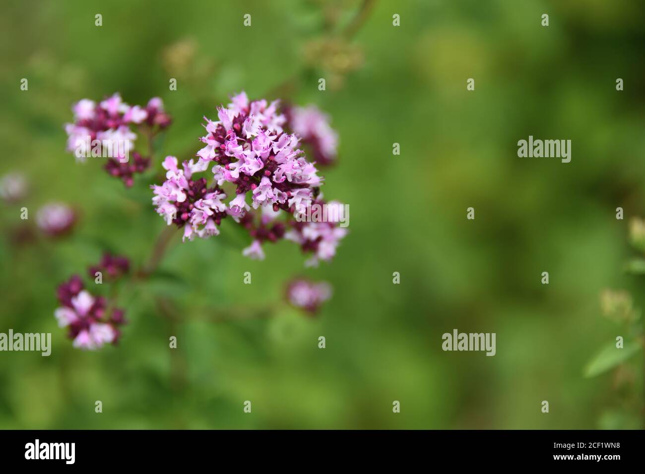 Origan à fleurs, origanum tyttanthum, origan du Kirghizistan. La saveur est piquante et épicée, une herbe culinaire classique pour la pizza et la sauce tomate. Banque D'Images