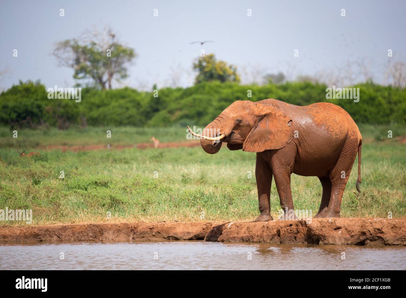 Un éléphant rouge est l'eau potable de l'orifice d'eau. Banque D'Images