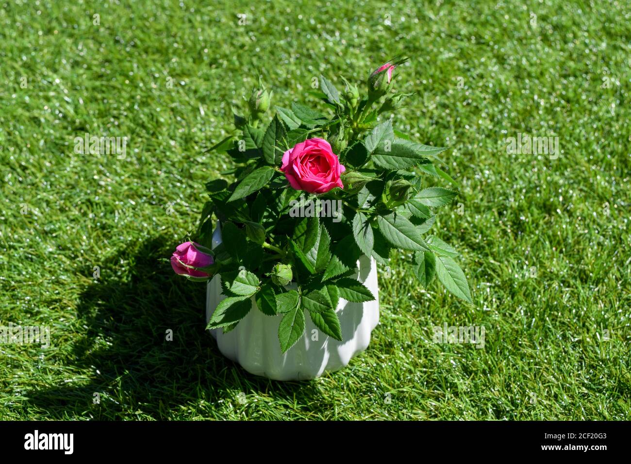 petit rose rose rose rose dans le jardin Banque D'Images