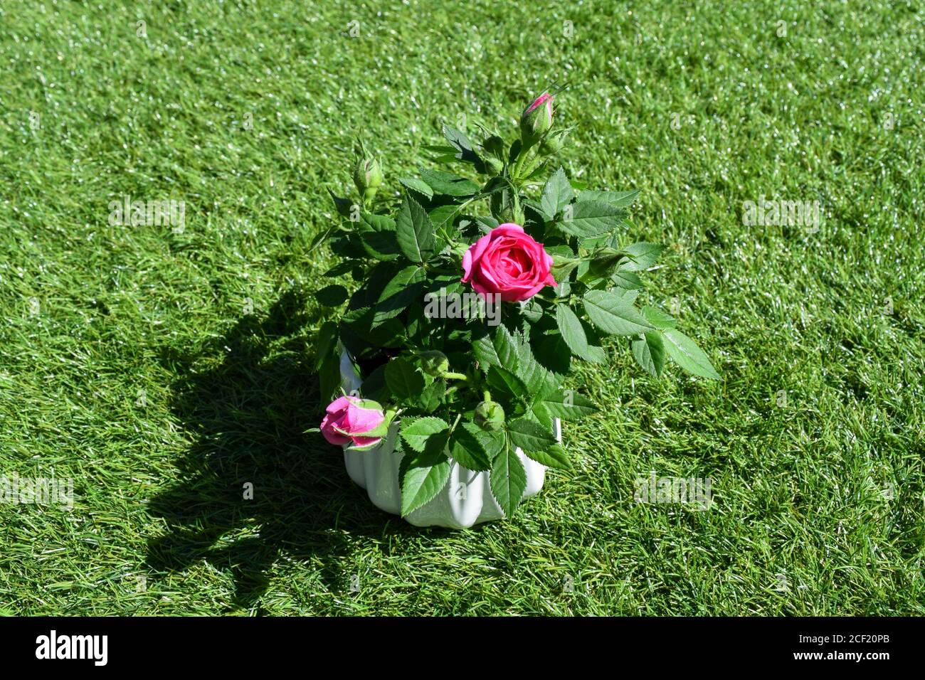 petit rose rose rose rose dans le jardin Banque D'Images