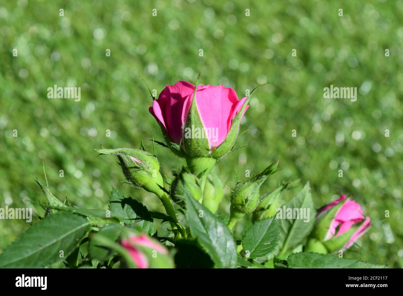 petit rose rose rose rose dans le jardin Banque D'Images