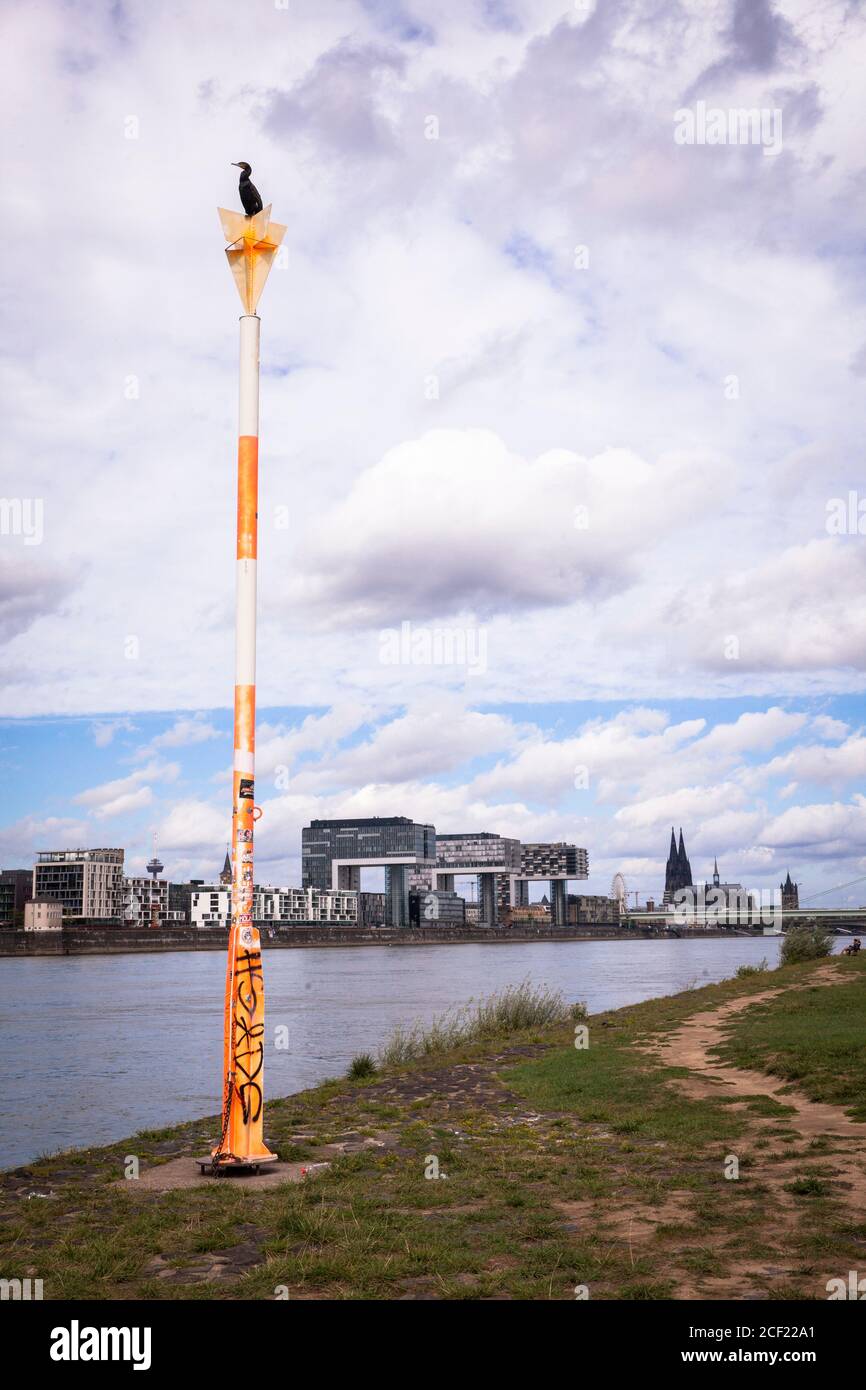 cormorant se trouve sur un poteau sur les rives du Rhin dans le quartier de Poll, vue sur le port de Rheinau et la cathédrale, Cologne, Allemagne. Kormoran sitzt Banque D'Images cormorant se trouve sur un poteau sur les rives du Rhin dans le quartier de Poll, vue sur le port de Rheinau et la cathédrale, Cologne, Allemagne. Kormoran sitzt Banque D'Images