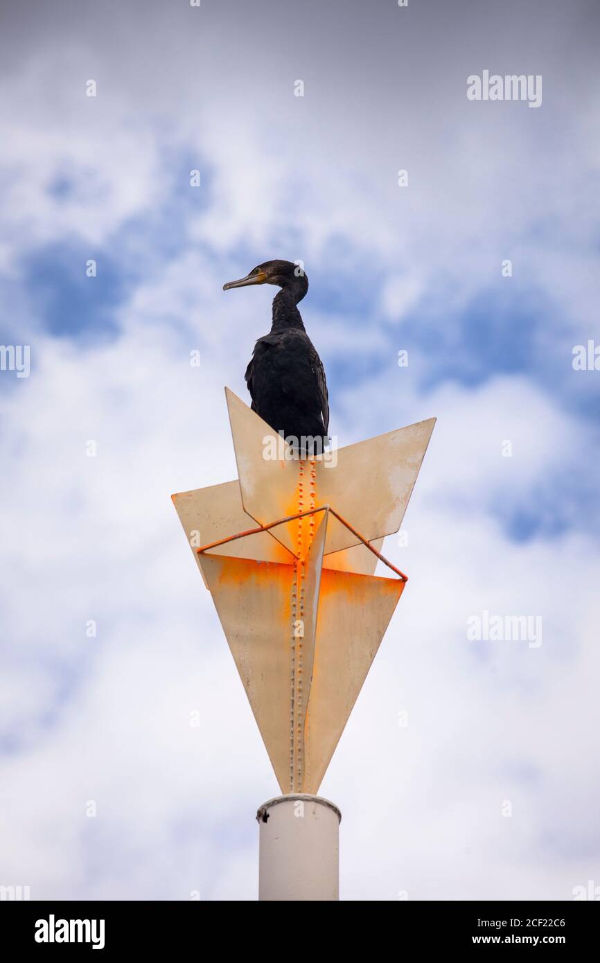 cormorant est assis sur un poteau sur les rives du Rhin dans le district de Poll, Cologne, Allemagne. Kormoran sitzt auf einem Pfahl am Rheinufer im Stadtteil P. Banque D'Images cormorant est assis sur un poteau sur les rives du Rhin dans le district de Poll, Cologne, Allemagne. Kormoran sitzt auf einem Pfahl am Rheinufer im Stadtteil P. Banque D'Images