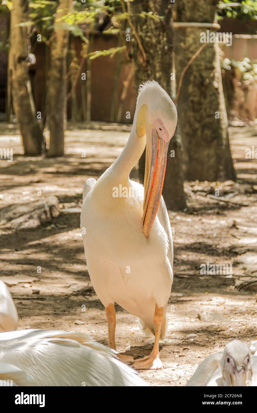 Pelican dans zoo Banque D'Images
